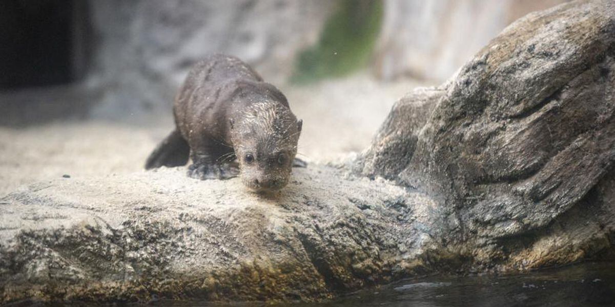 Four giant river otter pups to make public debut at Jacksonville Zoo