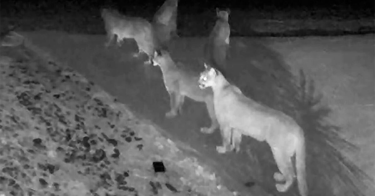 WATCH 5 mountain lions spotted together in rare viral video
