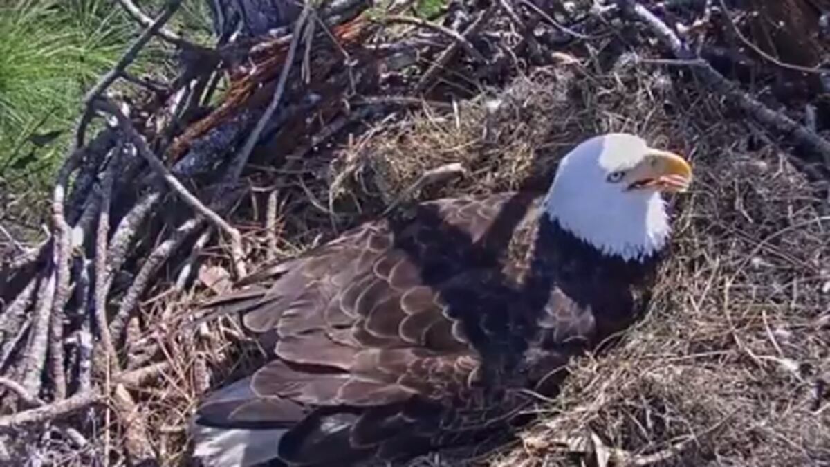 'Eagle cam' streaming Florida bald eagle births