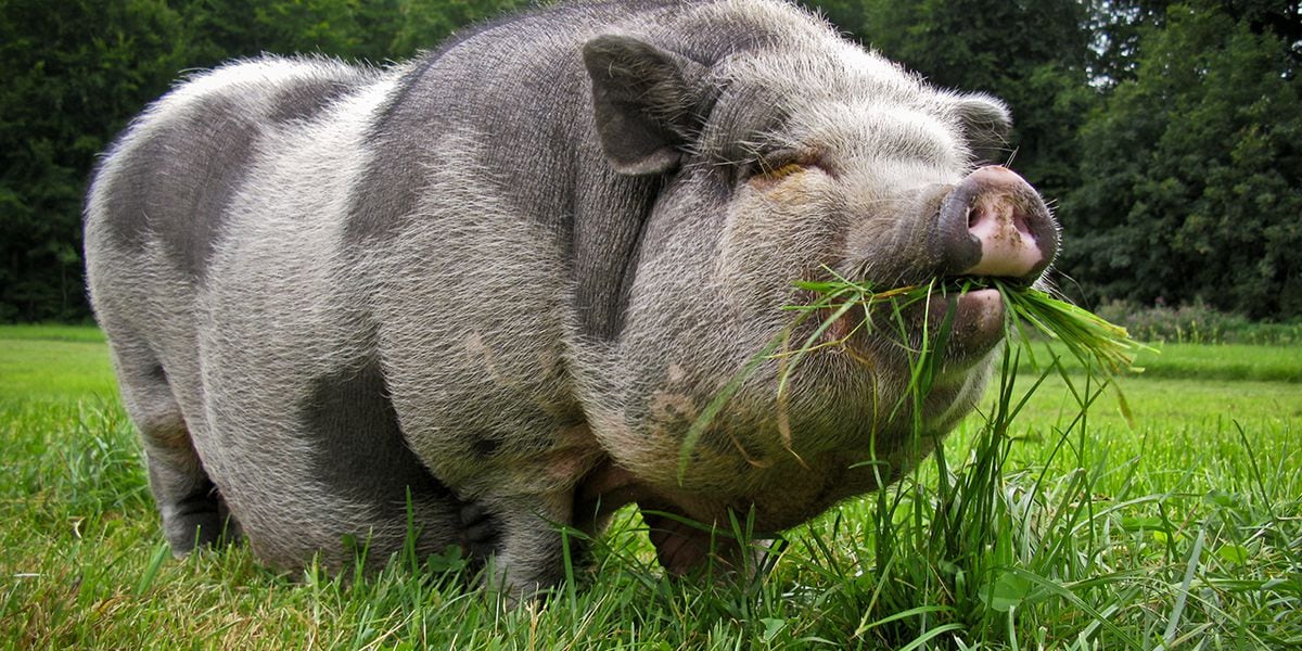 Mississippi Marine vet told to get rid of emotional support potbelly pigs