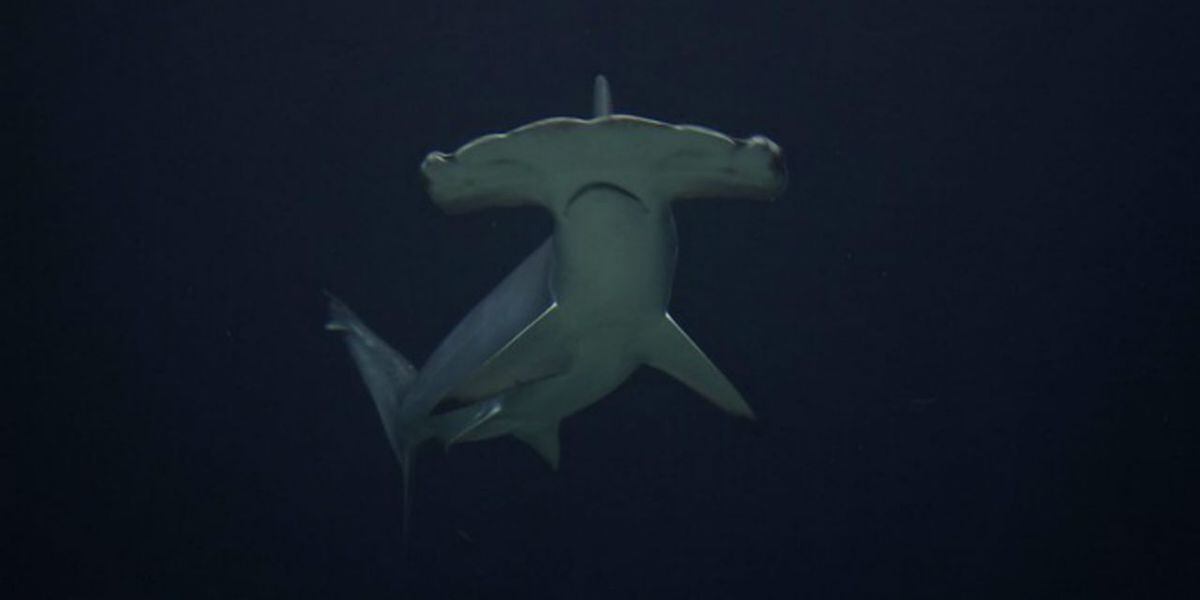 Dead, pregnant hammerhead shark washes up on Florida beach