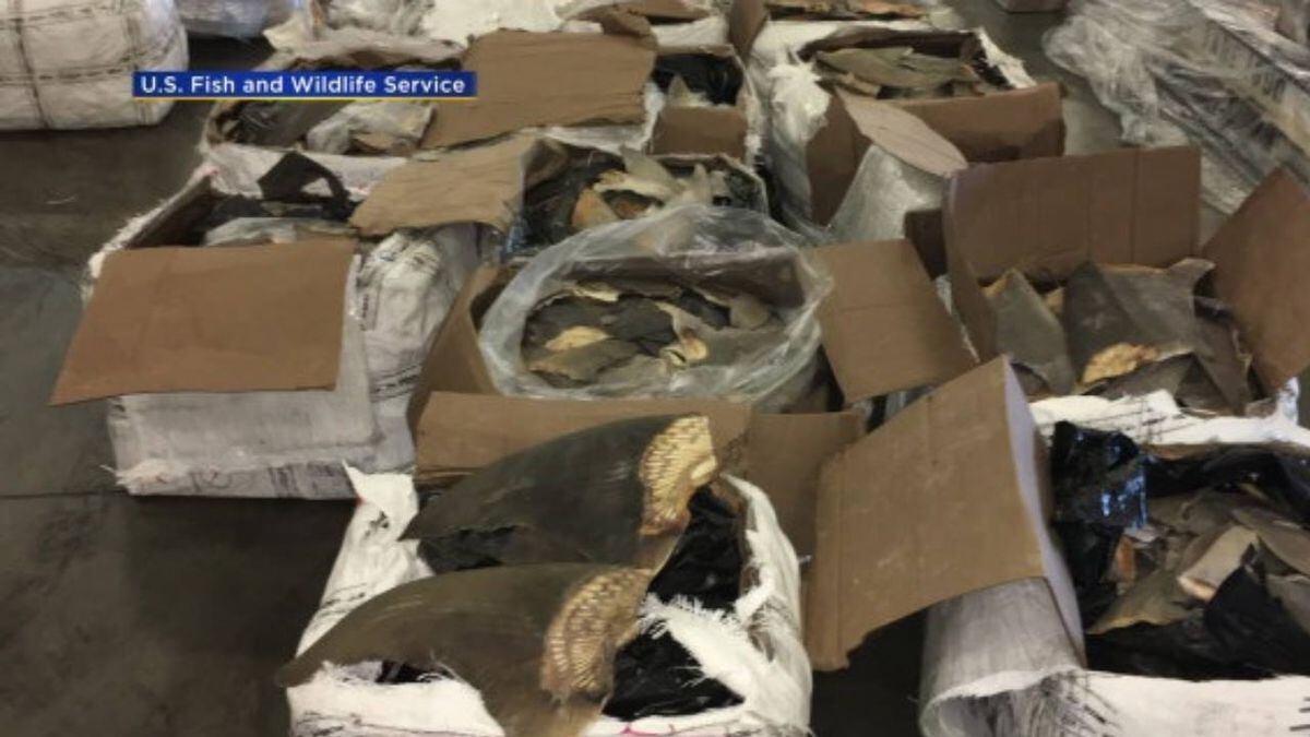 Wildlife inspectors seize dried shark fins worth $1M in Miami