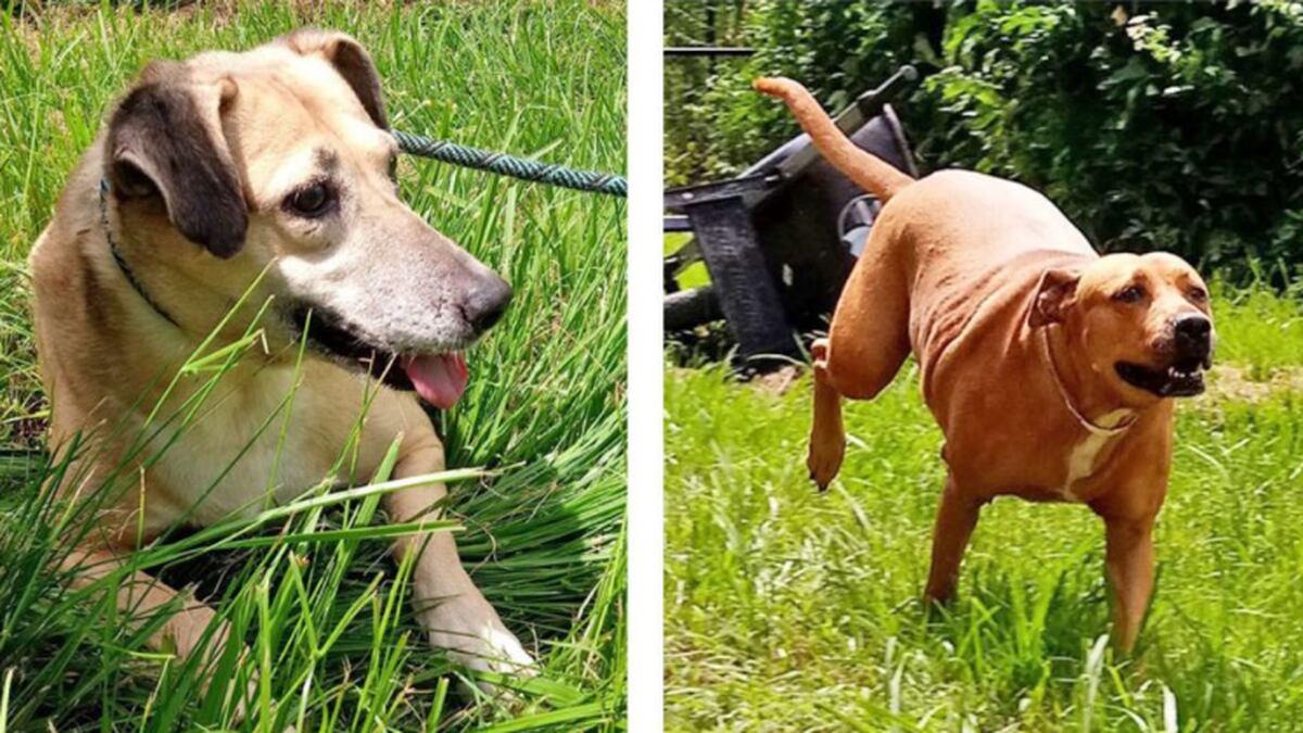 Nassau County Humane Society updates on dogs taken in from Bahamas