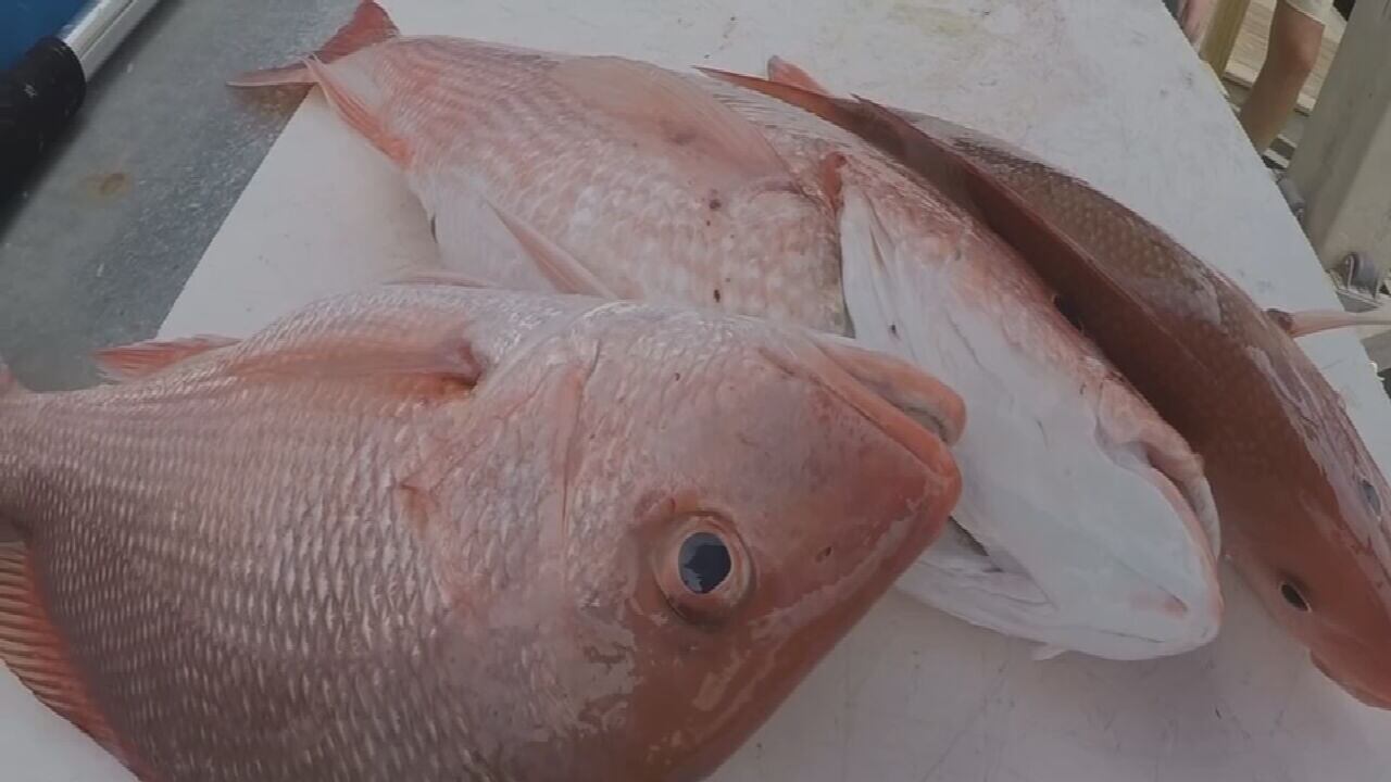 Florida's push to manage red snapper fishing in Atlantic Ocean