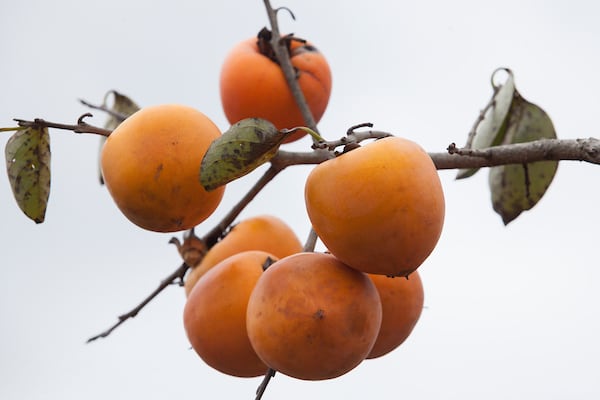Persimmons. Photo taken 10-3-15.